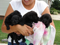 Puppies